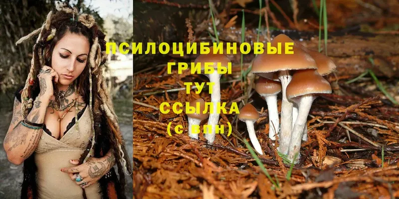 Псилоцибиновые грибы Psilocybe  Лахденпохья 